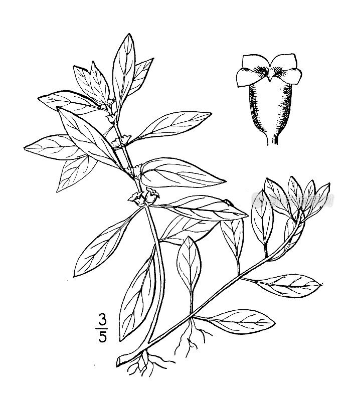古植物学植物插图:Isnardia Palustris, Marsh Purslane